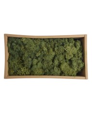 Moss extra 500g - mech reniferowy 1 klasa czystości