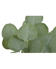 Eukaliptus populus bukiet 32cm....720-72 pcs