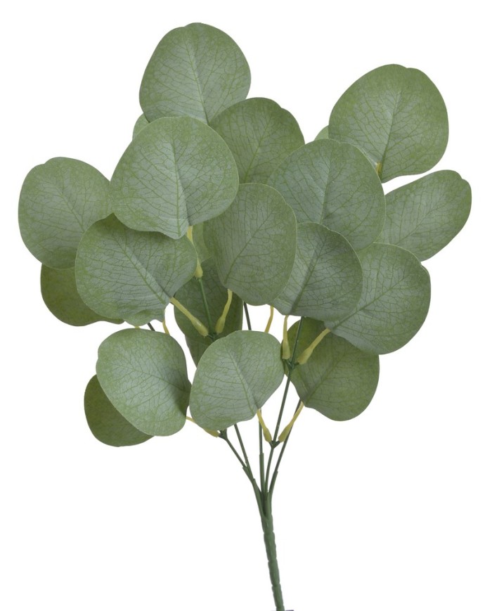 Eukaliptus populus bukiet 32cm....720-72 pcs