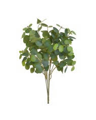 Eukaliptus populus..36cm..360-60 bu..3 pcs-bu....GREEN