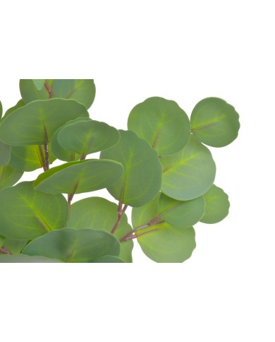 Eukaliptus populus..36cm..360-60 bu..3 pcs-bu....GREEN