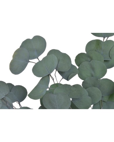 Eukaliptus populus 60cm - susz 75g-pacz. GREEN....60-60 bags..75 g-bag....GREEN