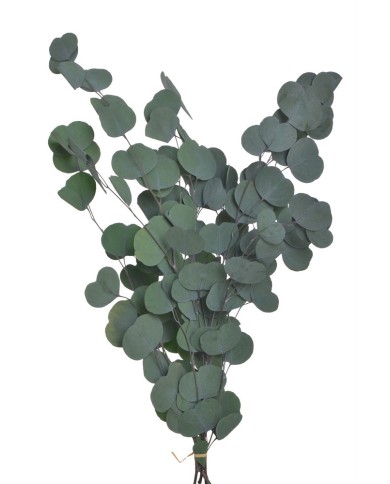 Eukaliptus populus 60cm - susz 75g-pacz. GREEN....60-60 bags..75 g-bag....GREEN