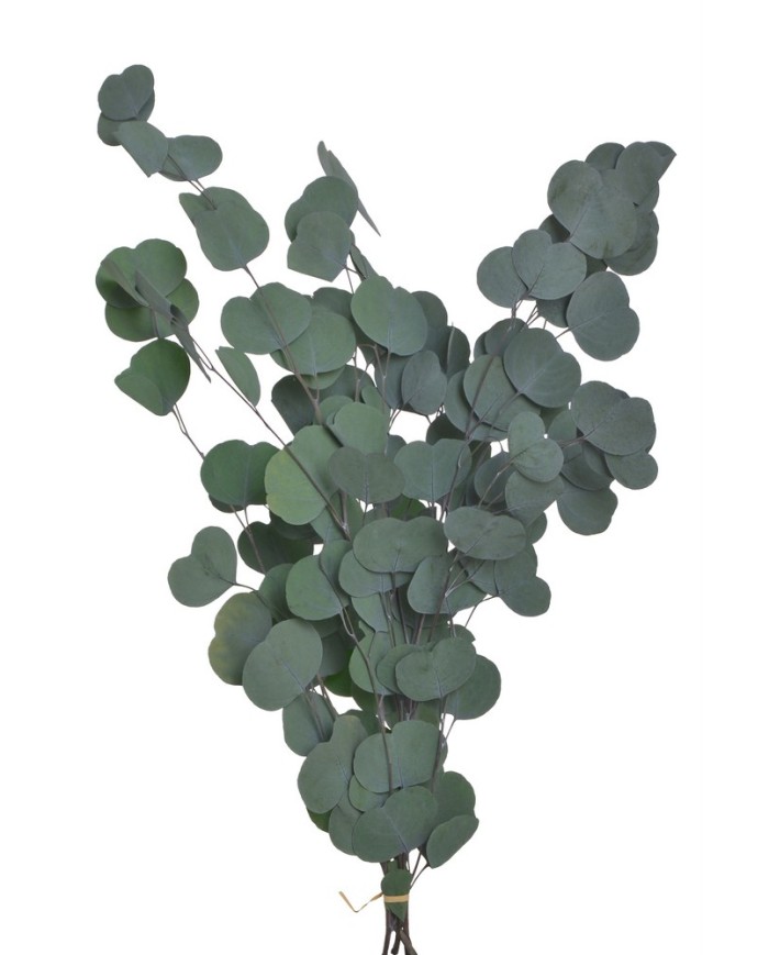 Eukaliptus populus 60cm - susz 75g-pacz. GREEN....60-60 bags..75 g-bag....GREEN