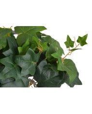 Krzew bluszczu ..45cm..216-36 pcs......GREEN