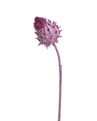 Cynara flower small BROMBEER -susz.kwiat..+-38cm..300-300 pcs......BROMBEER.