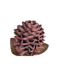 Karczoch x1..72cm..96-16 pcs