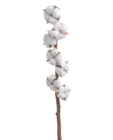 Gałązka z bawełną x7 - susz..D6cm x 58cmH....WHITE