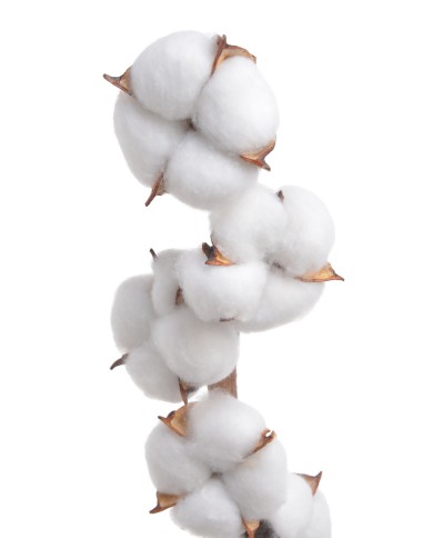 Gałązka z bawełną x7 - susz..D6cm x 58cmH....WHITE