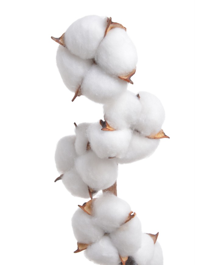 Gałązka z bawełną x7 - susz..D6cm x 58cmH....WHITE