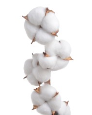 Gałązka z bawełną x7 - susz..D6cm x 58cmH....WHITE