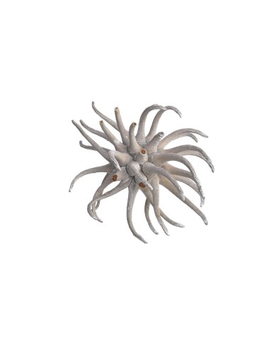 Spidergums claw I WW-susz..+-8cm..150-150 pcs......WHITE WASHED