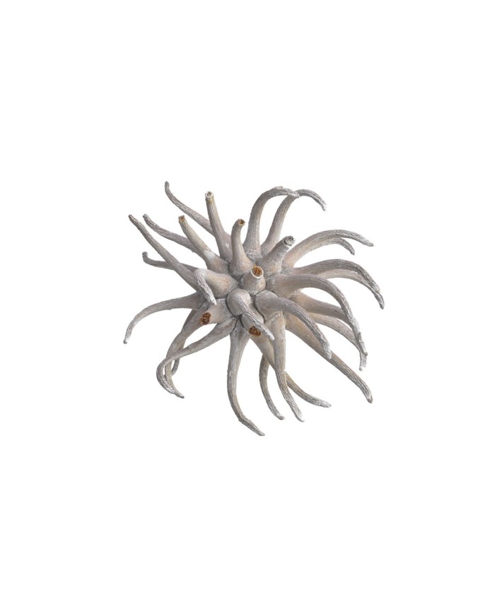 Spidergums claw I WW-susz..+-8cm..150-150 pcs......WHITE WASHED