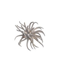 Spidergums claw I WW-susz..+-8cm..150-150 pcs......WHITE WASHED