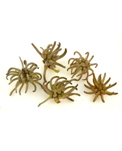 Spidergum claws ..8-12cm..500-500 pcs......NATURAL - susz dekoracyjny