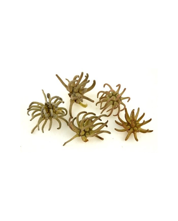 Spidergum claws ..8-12cm..500-500 pcs......NATURAL - susz dekoracyjny