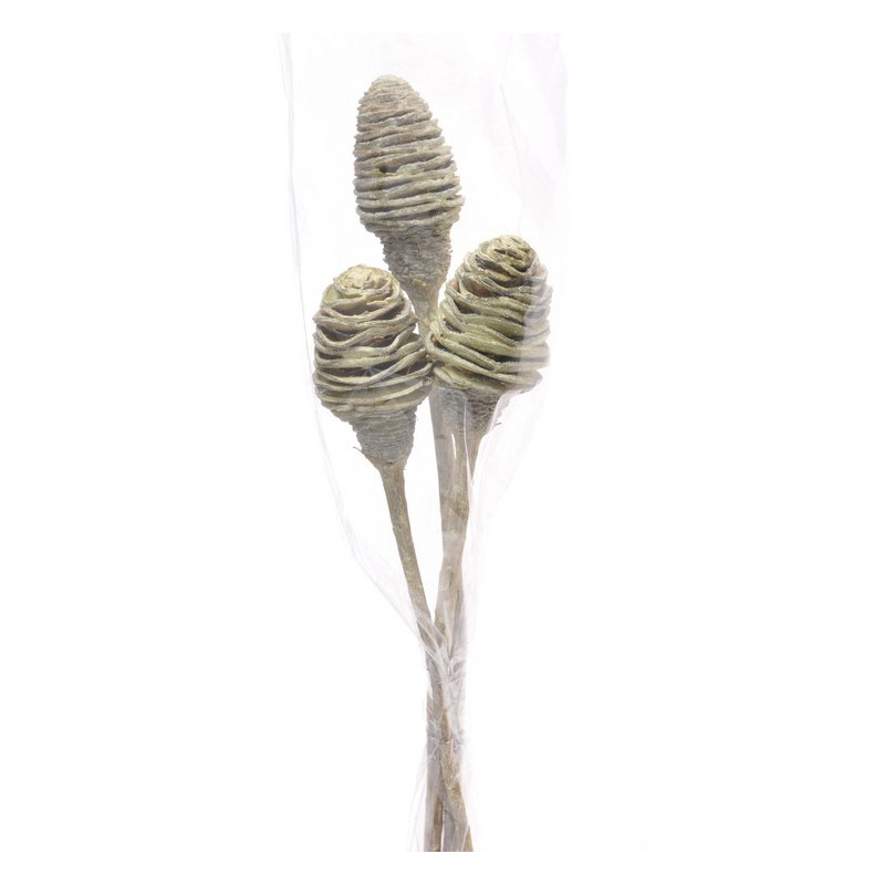 Platyspernum green frosted 1 3szt-pacz - susz