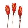 Protea - Repens RGS H32-36 cm - susz