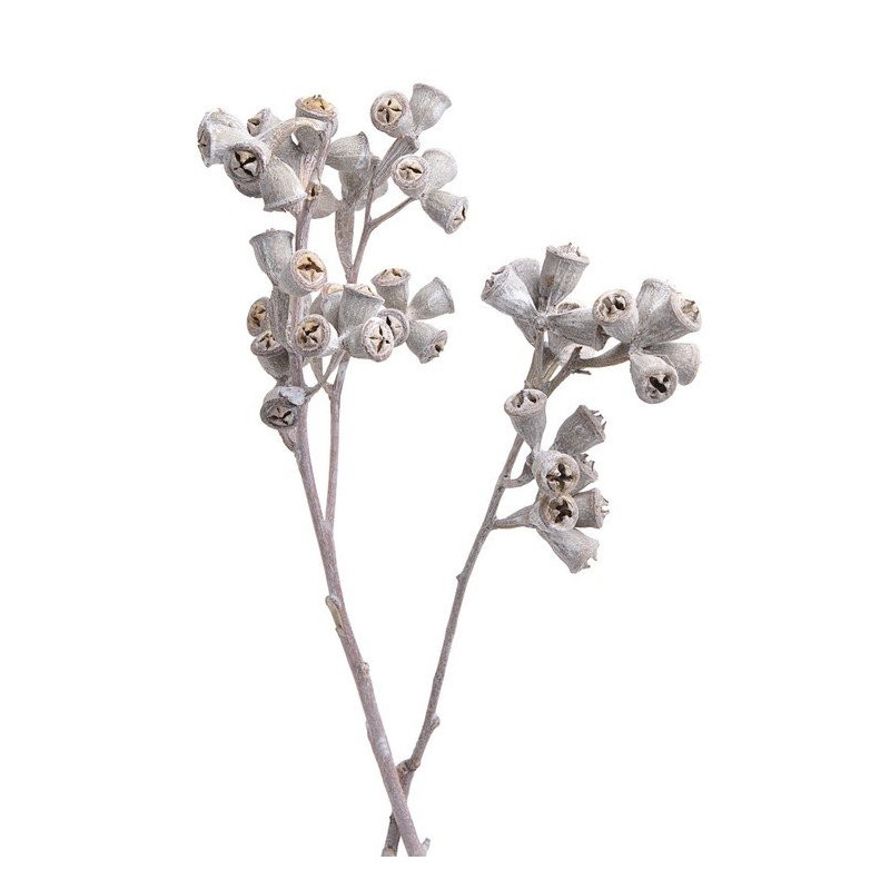 Eukaliptus X-type branch stone washed 30-35cm  ( 3 szt/pacz) - susz
