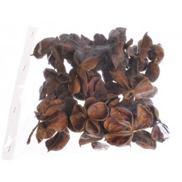 Land lotos pacz -20szt 10-15 cm - susz dekoracyjny