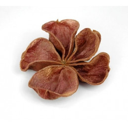 Land lotos pacz -20szt 10-15 cm - susz dekoracyjny