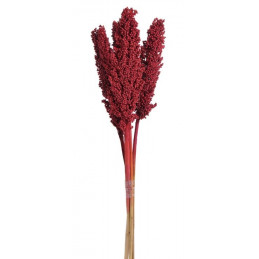 Indian corn kol , pacz/5 szt 75 cm