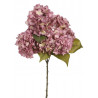 Hortensja krzak 60 cm - bukiet