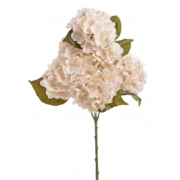 Hortensja krzak 60 cm - bukiet