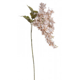 Hortensja bukietowa x2 120 cm