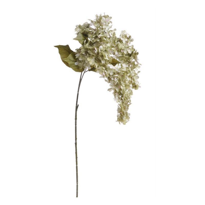 Hortensja bukietowa x2 120 cm