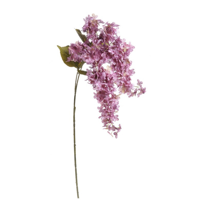 Hortensja bukietowa x2 120 cm