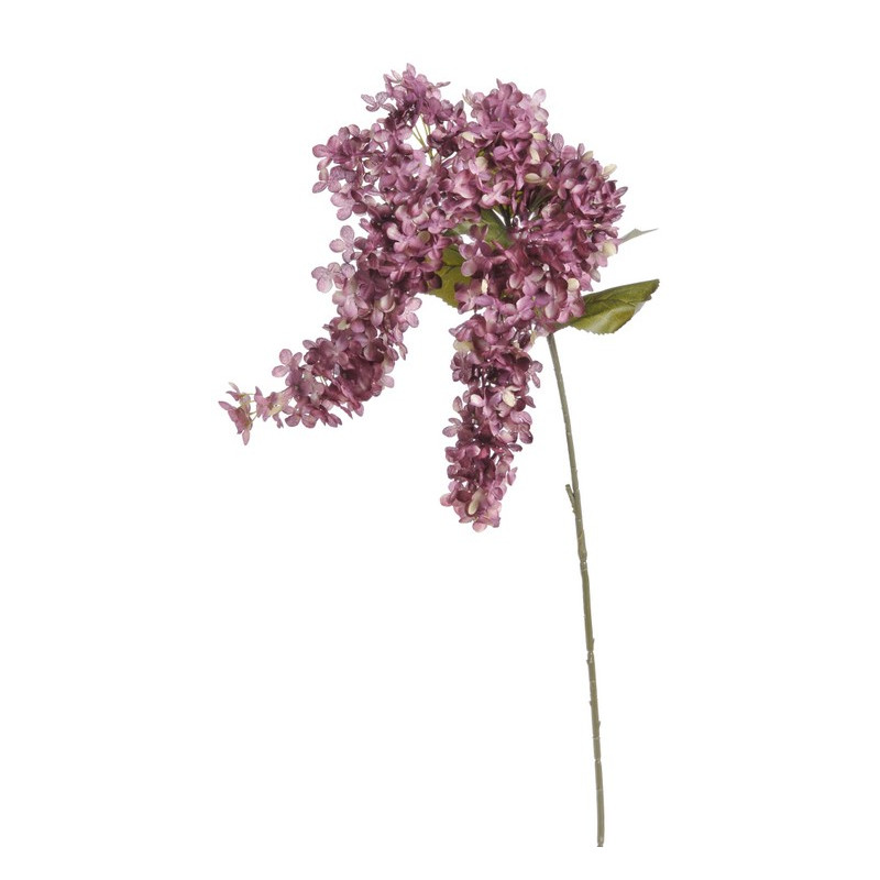 Hortensja bukietowa x2 120 cm