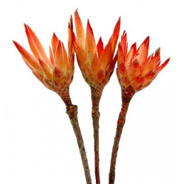 Repens RGS sugerstar- paczka/5szt