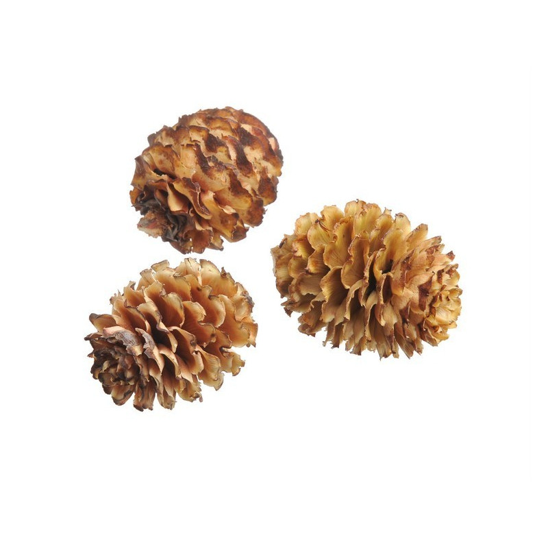 Glabrum cream 200g PACZ - susz