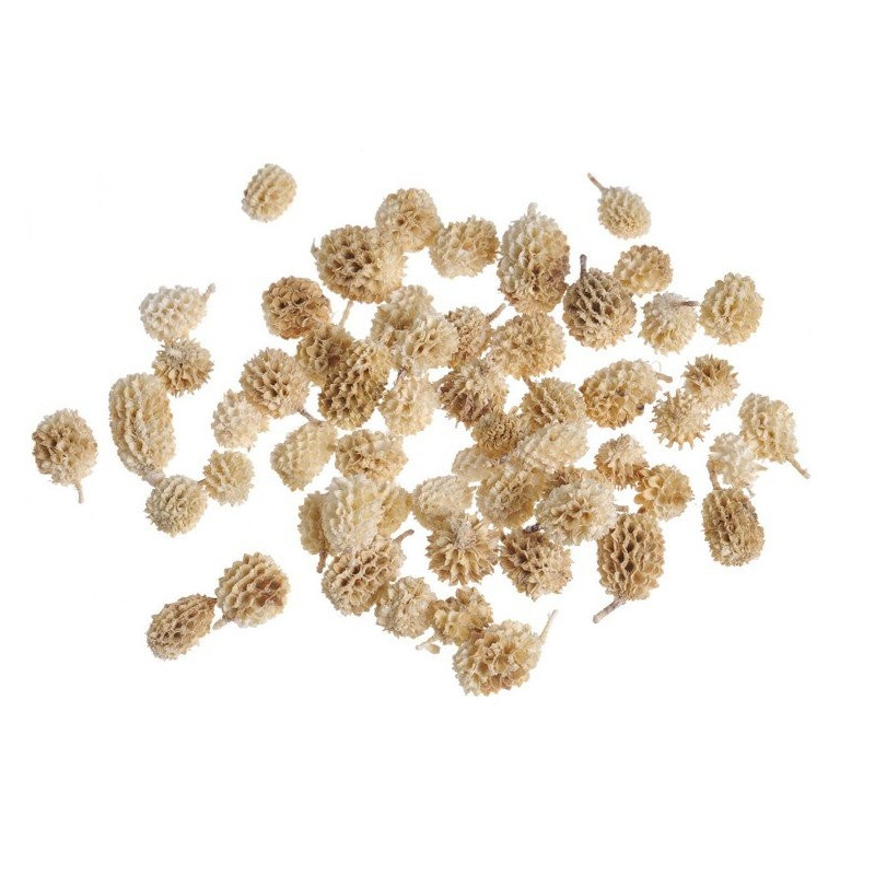 Casurina pods wyb. pacz.500g- susz