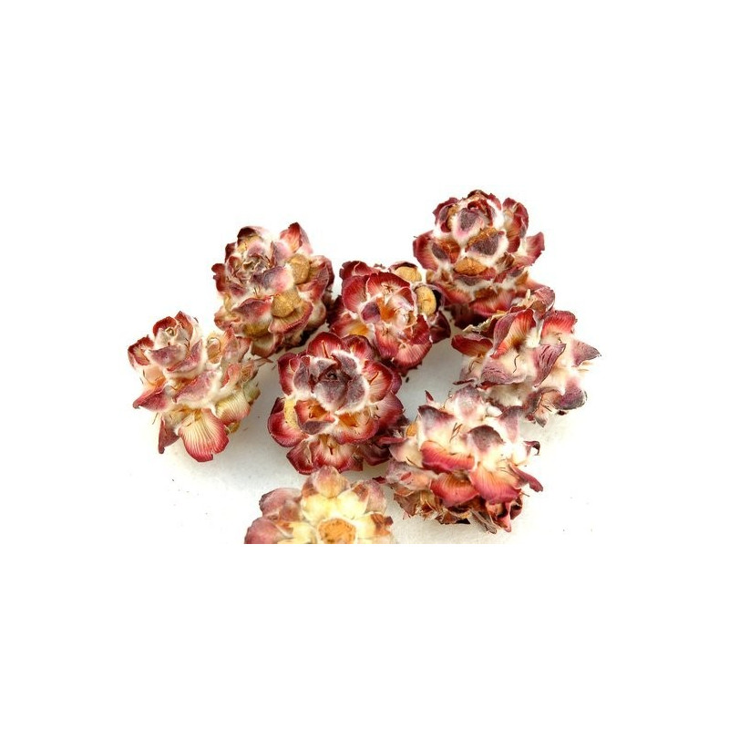 Pubescens small 200 g - susz