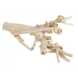 Korzeń morwy wybielany, 40 cm