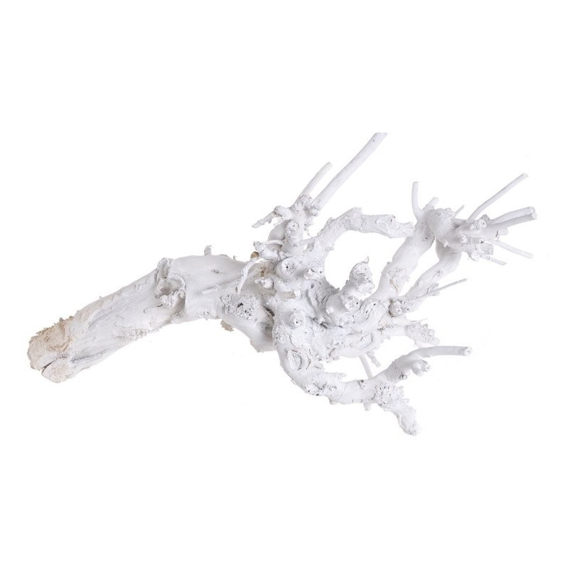 Korzeń morwy W Extra 58 cm WYBIELANY