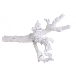 Korzeń morwy W Extra 48 cm WYBIELANY