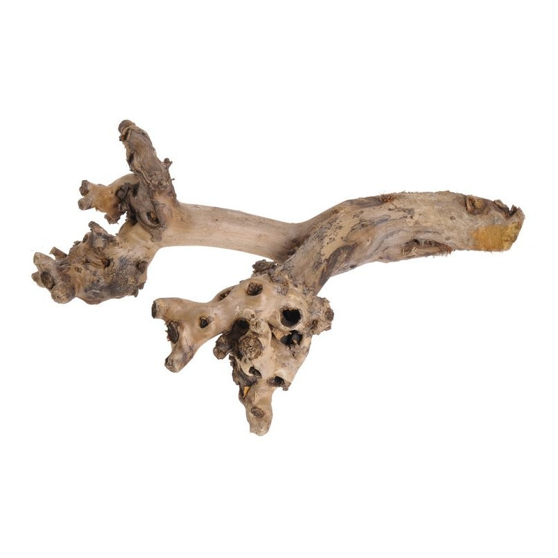 Korzeń morwy N 48 cm NATURALNY