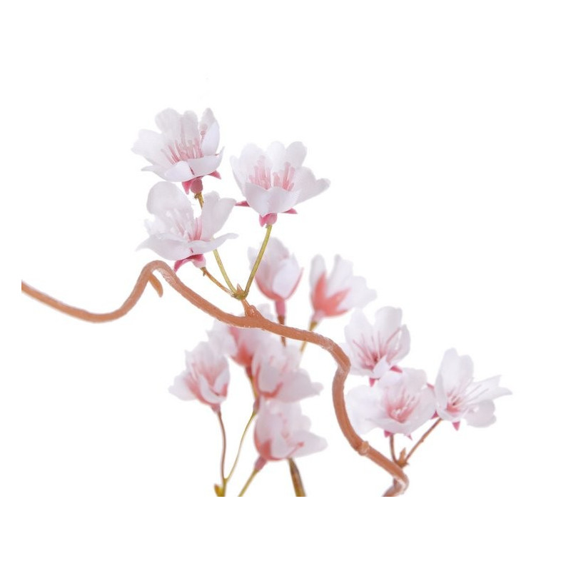 Gałązka kwitnącej sakury