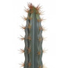 Kaktus (L87) 73x7x7 cm jak żywy