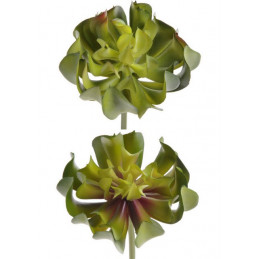 Sukulent 13x10 cm 2 kolory