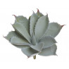 Sukulent 21x20 cm - sztuczna roślina