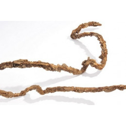 Muruku stick thick_L150-170 cm_F3-4 cm