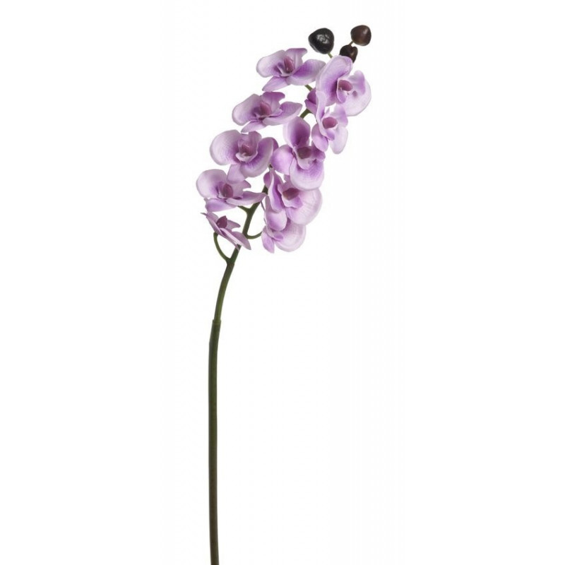 Storczyk pojedynczy 63 cm