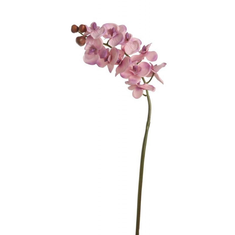 Storczyk pojedynczy 63 cm