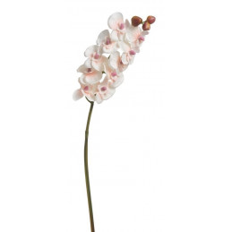 Storczyk pojedynczy 63 cm