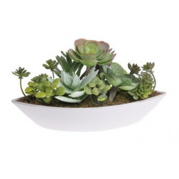 Sukulenty w doniczce, miks A_L20 cm