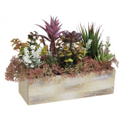 Skalniak w donicy kropla purpury